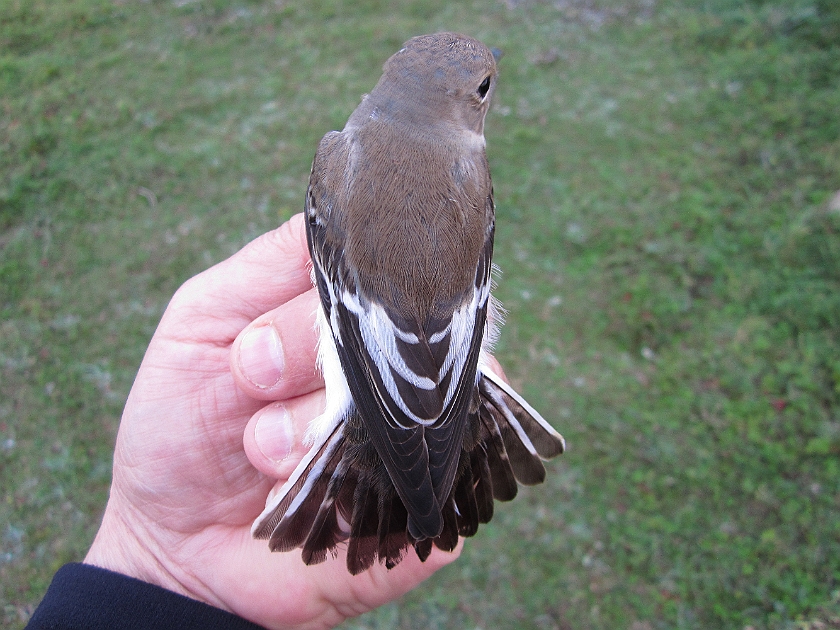 Collared Flycatcher, Sundre 20120829